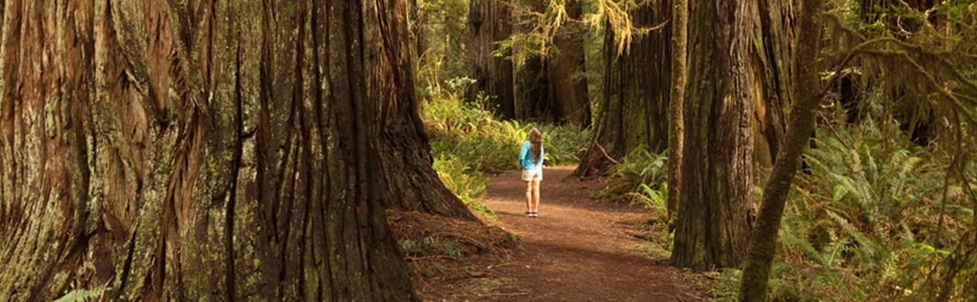A young woman stands on a dirt path in the forest, with a large tree in the foreground