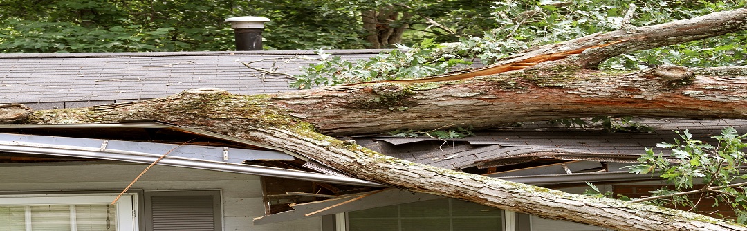 The roof of a house is smashed with a split tree fallen down on it